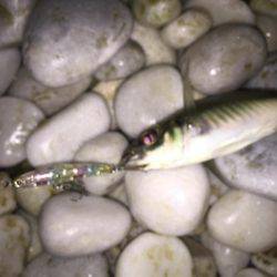 メバチャン調査