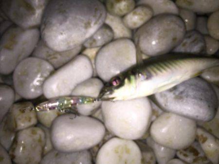 メバチャン調査