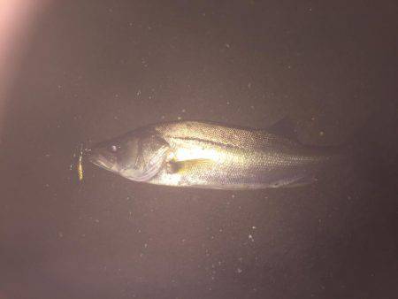 人生初シーバス！