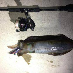 アオリキロアップGET