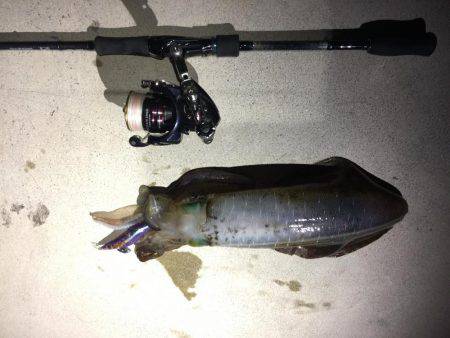 アオリキロアップGET