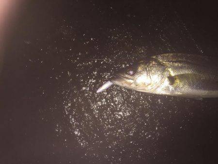 秋の夜長にシーバス