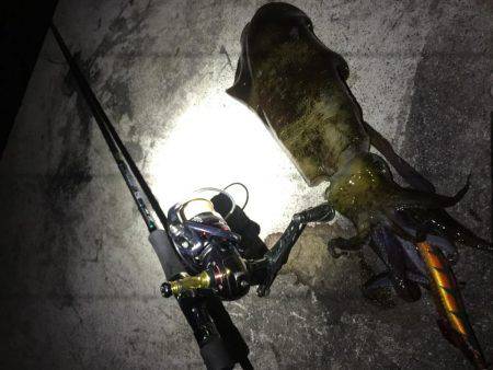 ナイトエギング