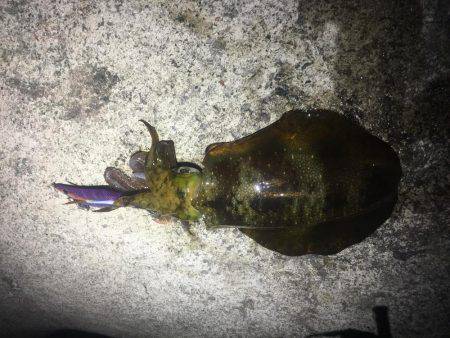 エギングのちタチウオ