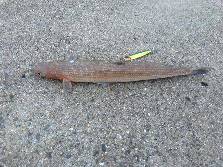 青物狙いでしたが、、、