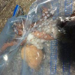 タチウオ  タコ