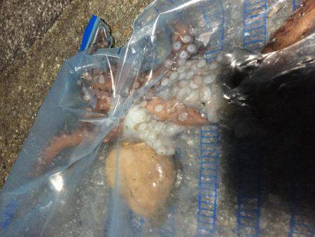 タチウオ  タコ