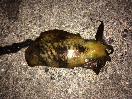 バクチョウかな？