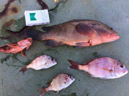 ヤエン時々アオイソメ