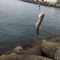 サゴシ狙い、、、