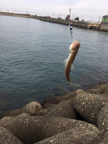 サゴシ狙い、、、