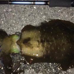 今シーズンラストアオリ！？