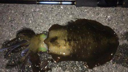 今シーズンラストアオリ！？