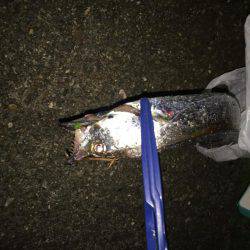 夕方のタチウオ