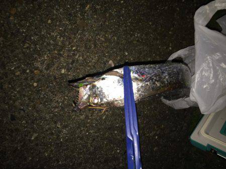 夕方のタチウオ