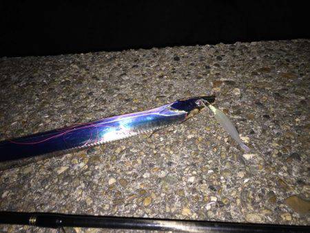 早朝のタチウオ