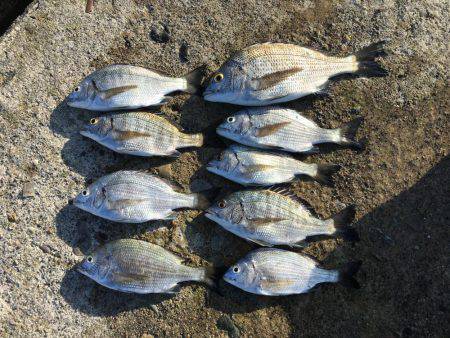 チンタ祭りからサイズアップ