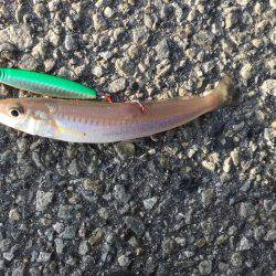 夕方のショアジグ