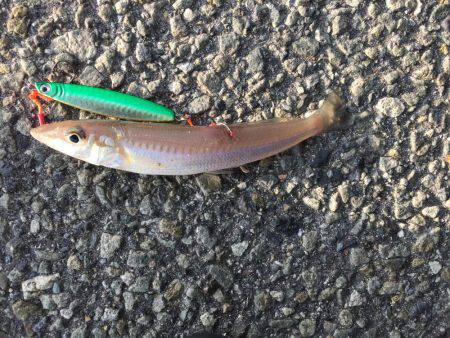 夕方のショアジグ