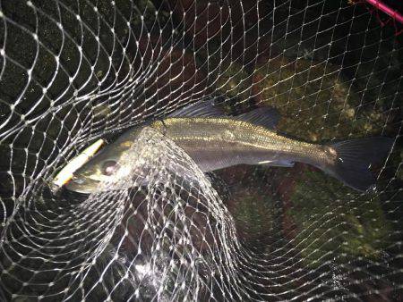 久々の淀川シーバス