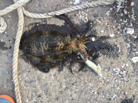 超湾内エギング