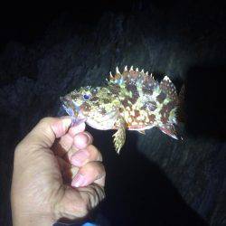 ガシリングからのエギング