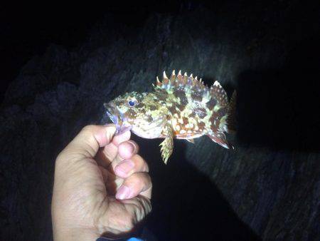 ガシリングからのエギング