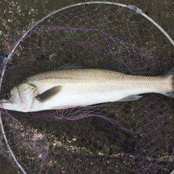 竿が直った記念に日高川河口でヒラメ・シーバス釣り