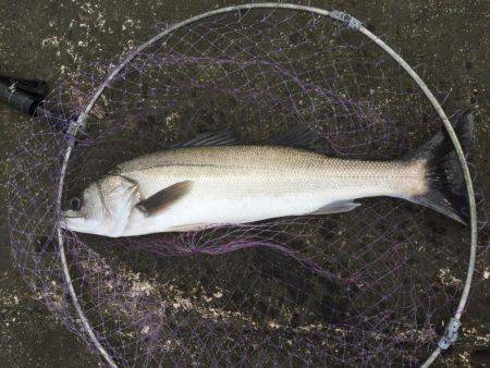 竿が直った記念に日高川河口でヒラメ・シーバ…