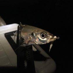 チョットだけアジング…