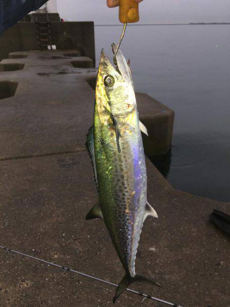 太刀魚不発ですが・・・