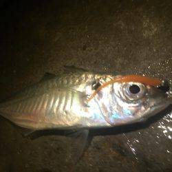 オールナイトアジング