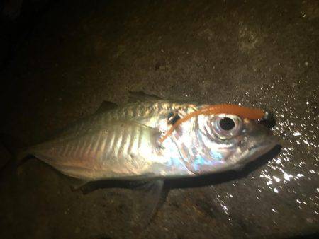 オールナイトアジング