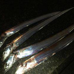 雨上がりのタッチー求めて！