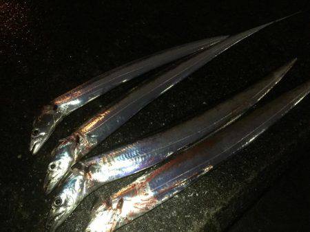 雨上がりのタッチー求めて！