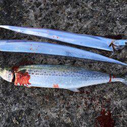 太刀魚のちサゴシ