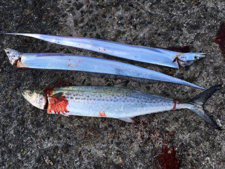 太刀魚のちサゴシ