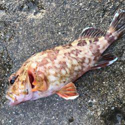 アジしかいないの？