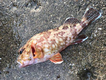 アジしかいないの？