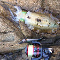 デイエギングでアオリイカ