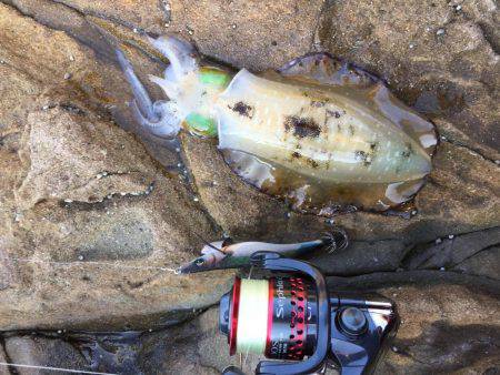 デイエギングでアオリイカ