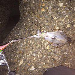 海水温の高いところで