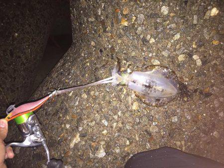 海水温の高いところで