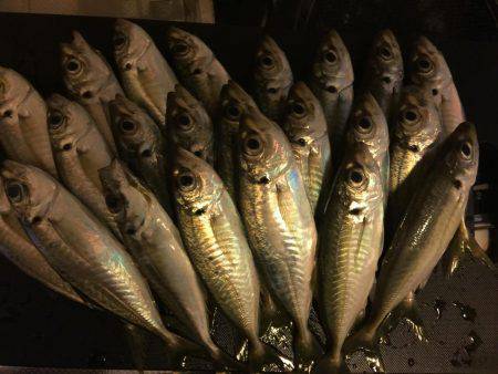 久々のアジング