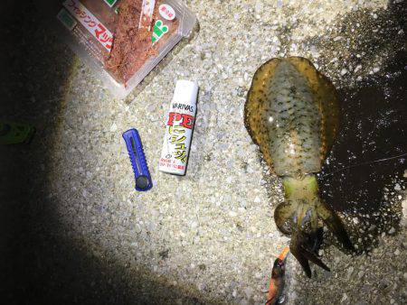 タチウオ狙いに行ったけど