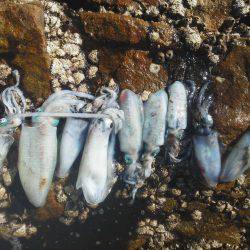 今回は良く釣れた・・アオリイカ・・・他・・・