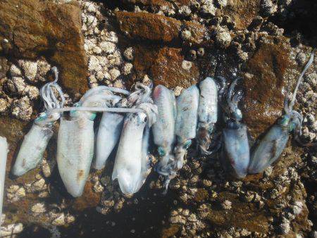 今回は良く釣れた・・アオリイカ・・・他・・…