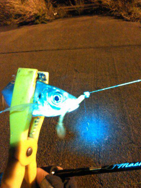 タチウオ&アジング