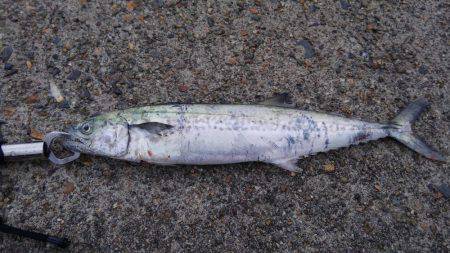 サゴシ釣れたー