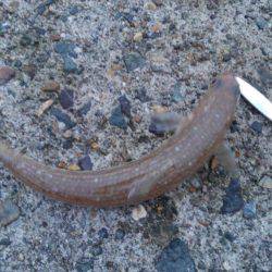 エソしかおらん